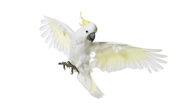 White cockatoo bird with yellow crest flying with wings spread