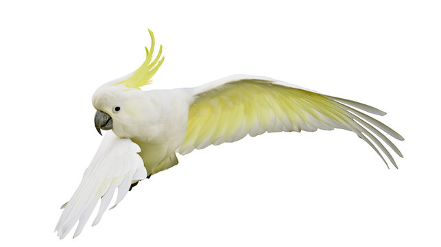 Sulphur-crested cockatoo flying with wings spread wide