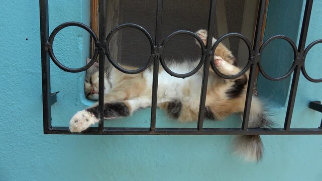 Kas, Turkey - 4th of July 2026: 4K Close waking up a calico cat resting upside down behind a iron window grill 
