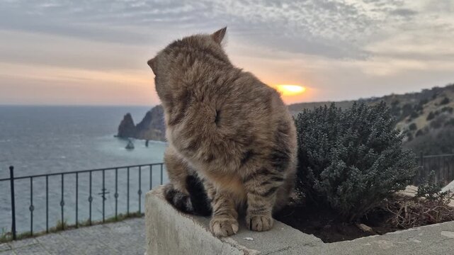 Cat, Sunset, Ocean, tabby cat sits on a wall with a beautiful golden hour over the sea and mountains