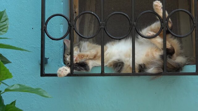 Kas, Turkey - 4th of July 2026: 4K Zoom in paws of a calico cat sleeping behind a window grill 
