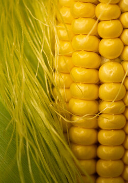 Close-up of a ripe head of corn in the leaves on a bed. Macro photography.