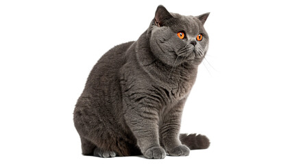 Cute small fluffy grey domestic cat sitting looking away feline animal isolated on transparent background © Anatoli