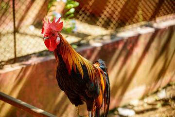 Eye-level close-up portrait of a handsome rooster featuring bright red comb, wattle, and vibrant golden-orange neck feathers. Perched outdoors near a fence structure under warm natural sunlight. © Slaf