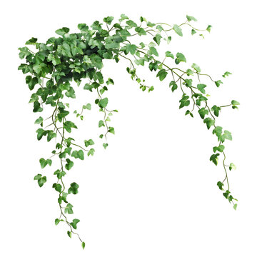 Green ivy vine with leaves cascading and climbing on transparent background.