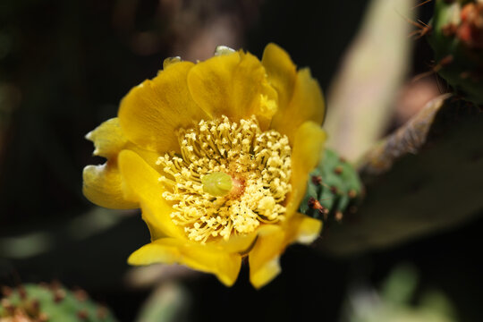 Prickly pear cactus in bloom.