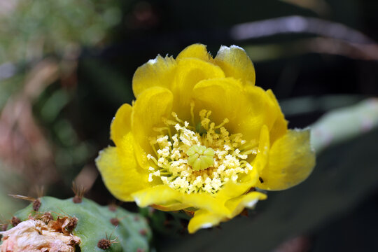 Prickly pear cactus in bloom.