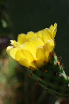 Prickly pear cactus in bloom.