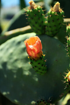Prickly pear cactus in bloom.