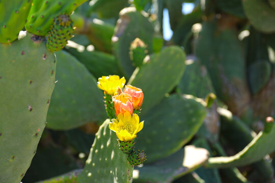 Prickly pear cactus in bloom.