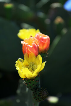 Prickly pear cactus in bloom.