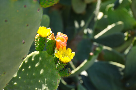 Prickly pear cactus in bloom.