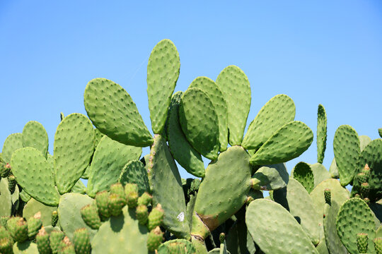 Prickly pear cacti in the morning illuminated by the rising sun.
