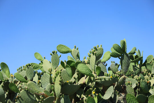 Prickly pear cacti in the morning illuminated by the rising sun.
