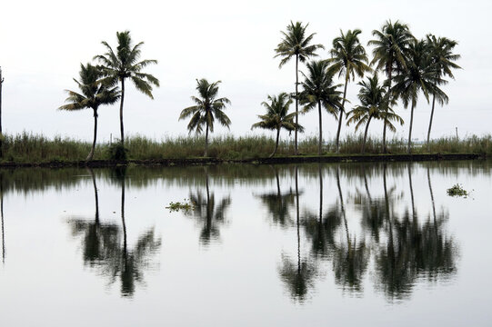 palm trees reflected in water