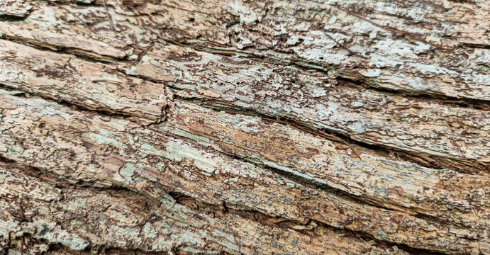 Rough textured bark with decaying layers of an ancient tree in Papua, Indonesia