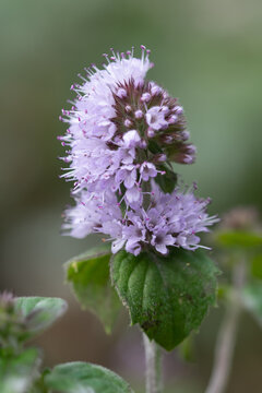Macro image of flowering water mint in a bog garden