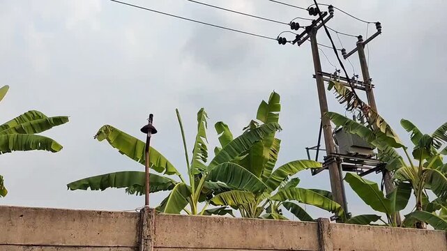 Power lines, utility pole, and green banana tree leaves swaying against overcast sky background