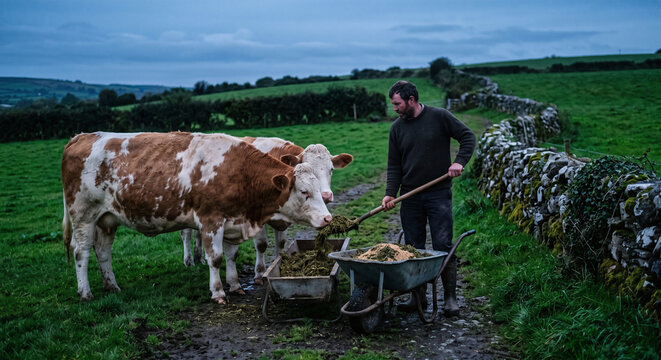 Farmer feeding cattle from wheelbarrow at dusk