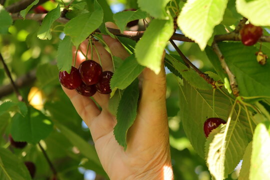Harvesting: hand picking ripe juicy cherries from a tree branch in a sunny garden.