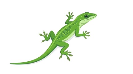 Fototapeta premium green lizard on white background