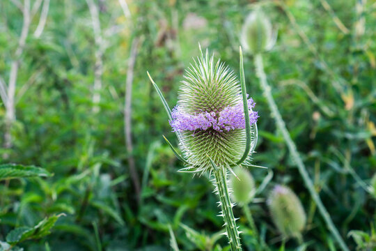 Close-up of flowering teasel with purple flowers in natural green background