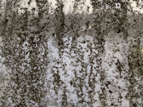 Old weathered concrete wall texture with black mold and distressed vintage surface background