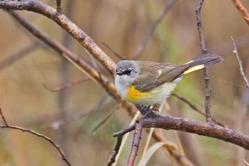 Fototapeta premium Female American Redstart, Setophaga ruticilla, perched in a tree