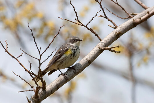 Female Yellow-rumped Warbler, Setophaga coronata coronata, perched in a tree