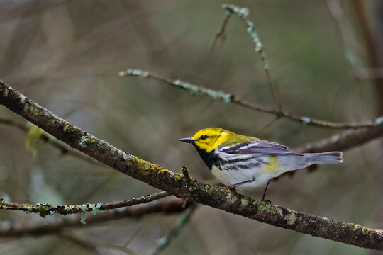 Male Black-throated Green Warbler, Setophaga virens, perched in a tree