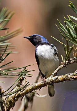 Vertical of a male Black-throated Blue Warbler, Setophaga caerulescens