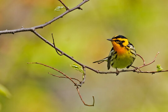 Male Blackburnian Warbler, Setophaga fusca, on a small branch