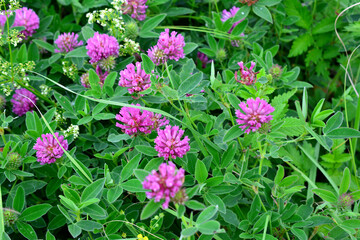 Fototapeta premium purple Clover Flowers Blooming in a Meadow among green grass