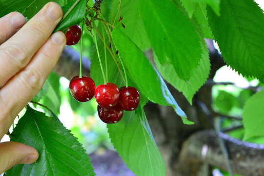 Hand Picking Fresh Ripe Cherries from Tree in Orchard copy space