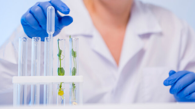 Scientist wears white lab coat and blue gloves. Person adjusts test tubes on a lab rack. Each tube holds a green leafy plant specimen. Plants display various growth stages clearly