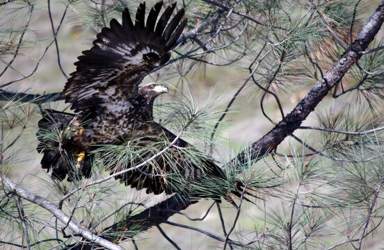 Annual Eagle Count at Englebright Lake