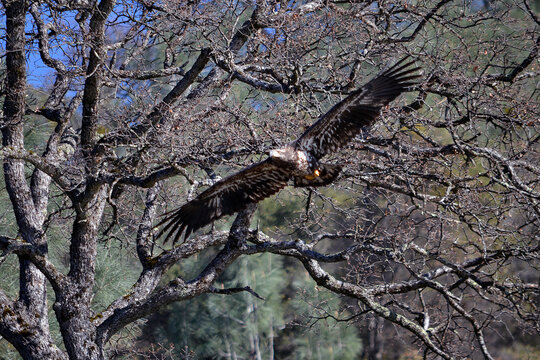 Annual Eagle Count at Englebright Lake