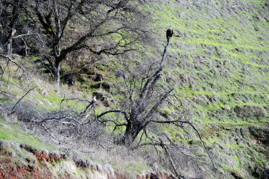Annual Eagle Count at Englebright Lake