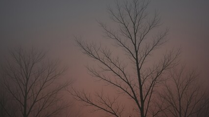 Obraz premium Serene twilight bare trees desktop wallpaper