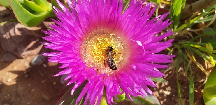 Top-down macro video of a honey bee gathering pollen inside a vibrant pink Carpobrotus flower
bee on a flower