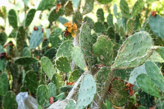 A cluster of prickly pear cactus or opuntia genus or nopal or kaktus centong, featuring flat, fleshy green pads called cladodes covered with sharp spines andar&eacute;oles