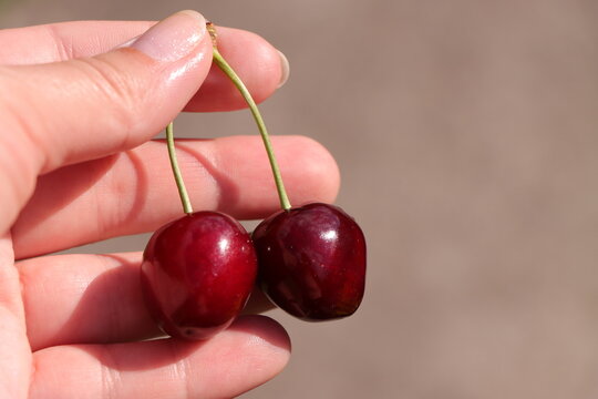 A hand holds two ripe red cherries by the stem on a neutral blurred background.
