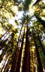 Fototapeta premium A low angle view looking straight up at a dense forest of tall redwood trees with sunlight shining through the green leaves and branches, creating a dappled light effect. Redwood National Park
