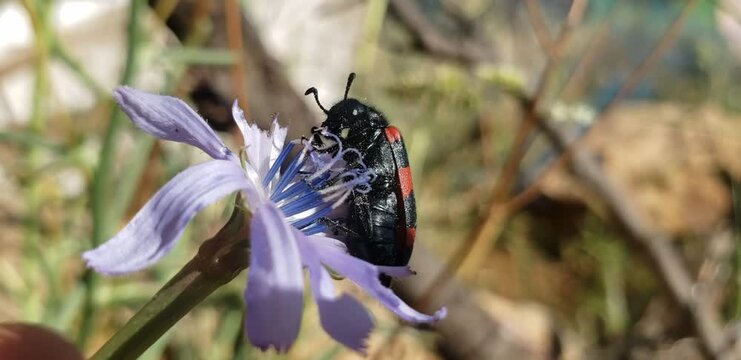 Macro video of a red and black blister beetle feeding on a purple wild chicory flower View(1)
butterfly on a flower
