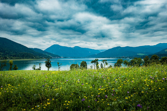 Blick &uuml;ber eine Blumenwiese auf den Tegernsee