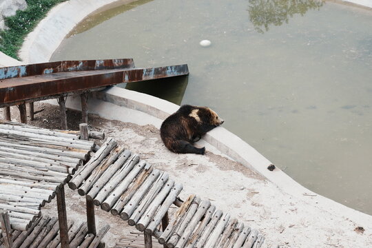 bear on the river bank