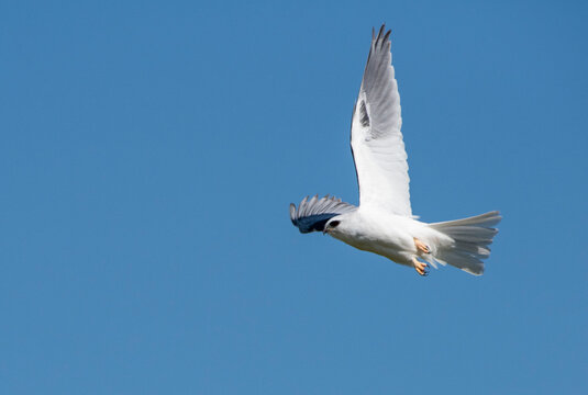 Travis AFB Nature Images