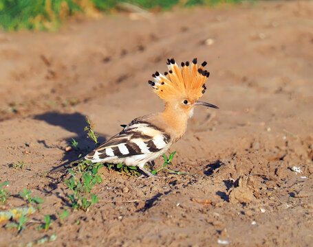 Hoopoe (Upupa epops) with raised crest searching for a dust bath