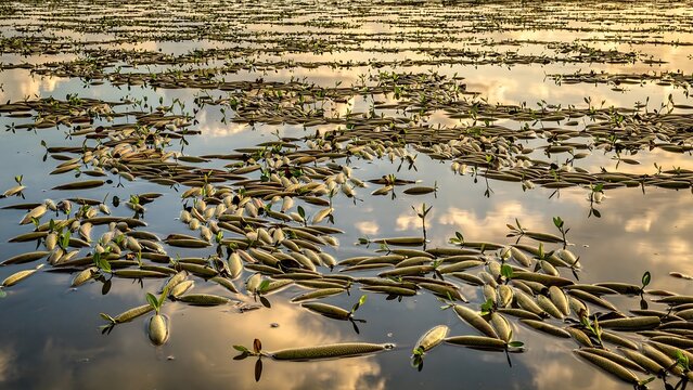 Floating Mangrove Propagules Across Calm Wetland Water at Sunset