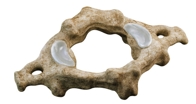 Human cervical Atlas vertebra, upper cervical spine, axis C1 anatomy. Anatomical bone model showing vertebral body, superior articular facets and vertebral foramen for medical, orthopedic educational